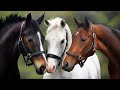 Horse / Equestrian compilation | TikTok