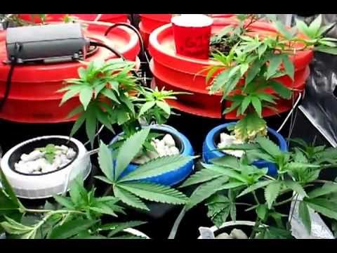 Blue Balls Kush