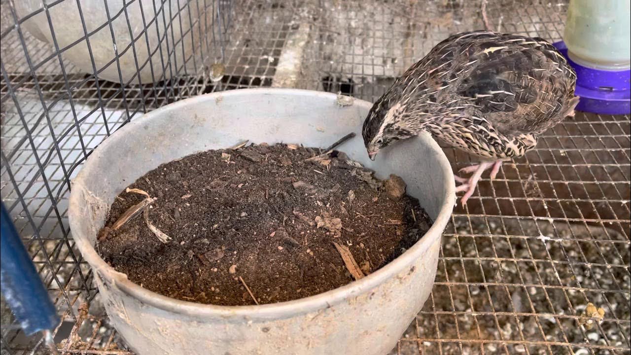 The quail enjoying their dust bath YouTube