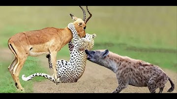 Cuộc chiến không cân sức  giữa báo đốm và linh dương