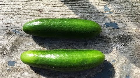 How to Keep Cucumbers Fresh (Everyone Can Grow a Garden 2020 #40)