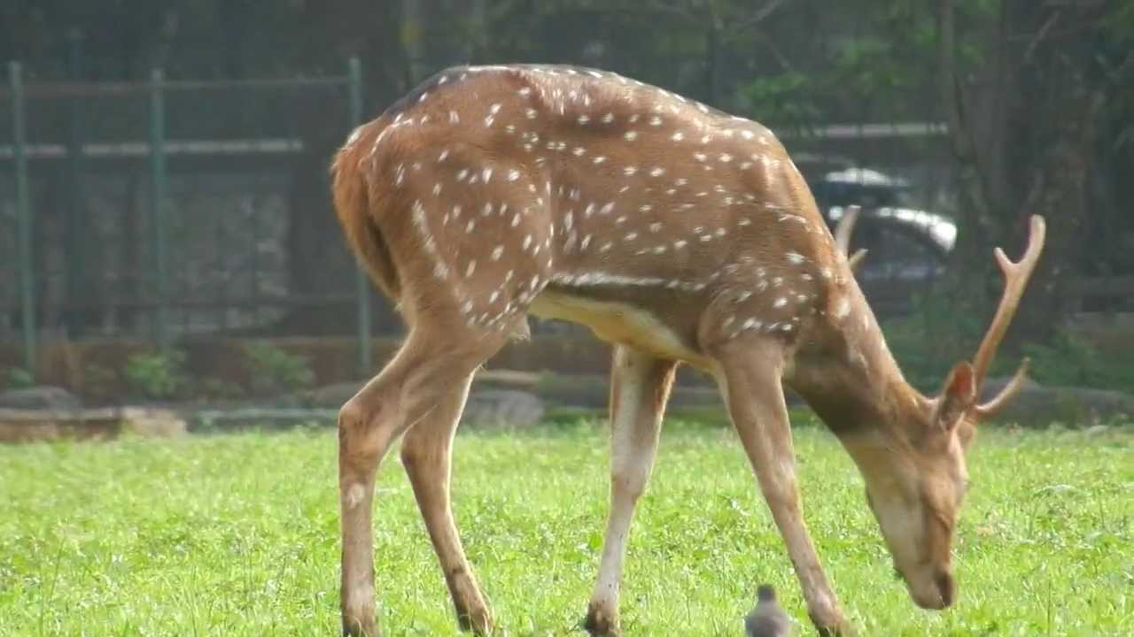 Symbiotic Mutualism Between Deer And Birds Working Together YouTube symbiotic-mutualism-between-deer-and-birds-working-together-youtube