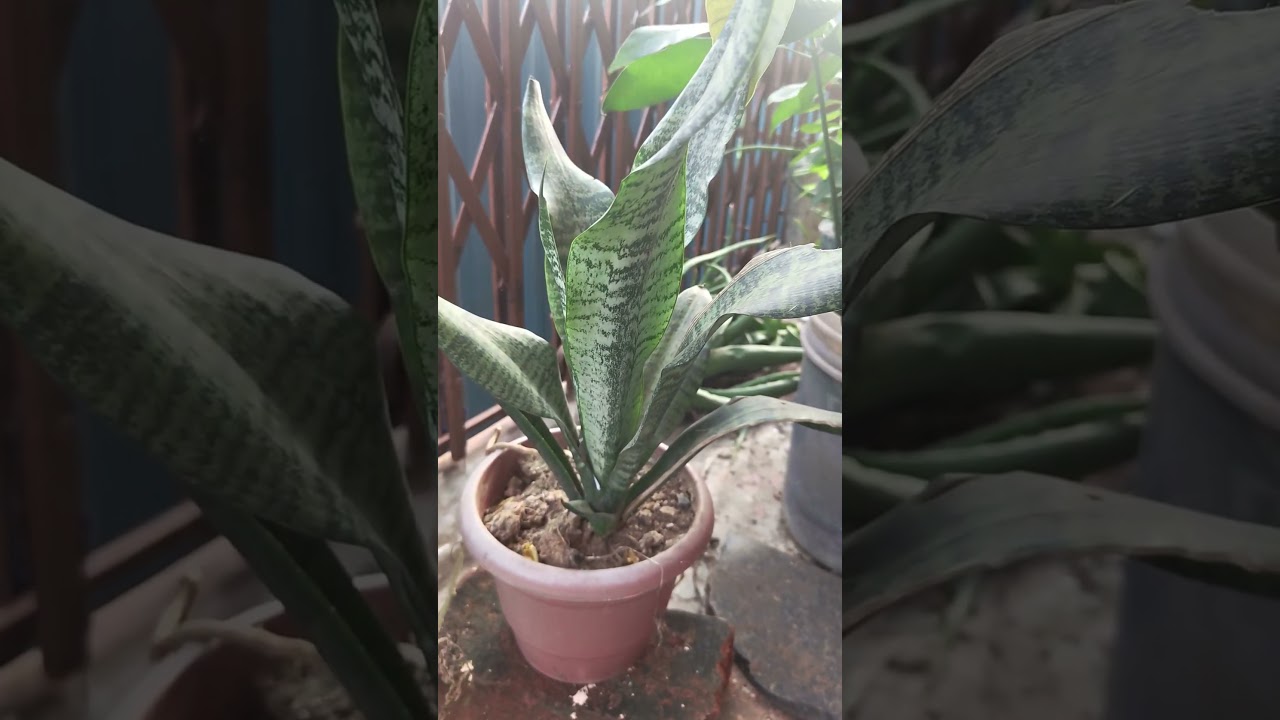 #satisfying farming 🧺