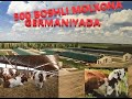 Germaniydagi 500 boshli ferma. SIMMENTAL. Sut va mol narxlari!