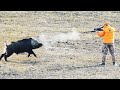 AKSİYON DOLU YABAN DOMUZU AVI-FULL ACTION  WILD BOAR HUNTING- HOG HUNTS- PIG HUTER- WILD LIFE