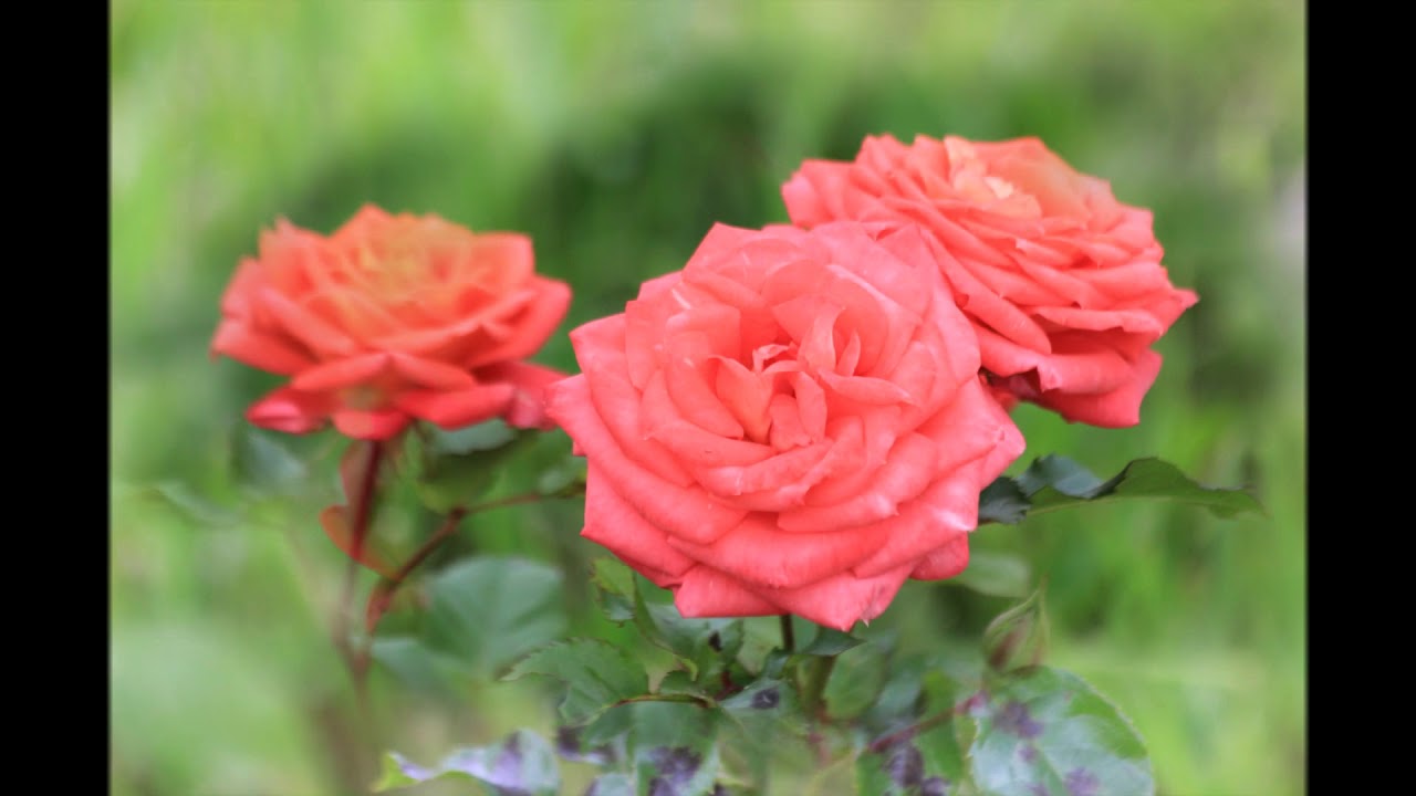 Розы от татьяны максимовской. Питомник роз татьяны чех. Татьяна копацина чехов. Питомник роз татьяны чех. Питомник роз татьяны чех.