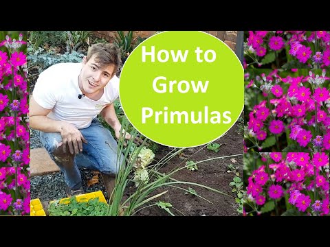 Video: Primrose (plant) - Primula-olie, Primula-verzorging. Teunisbloem, Tuin, Binnen, Badstof, Oor