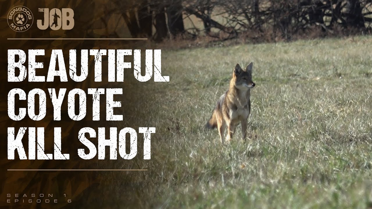 THE JOB S1E6 COYOTE CALLS COYOTE HUNTING WITH PREDATOR CALLS