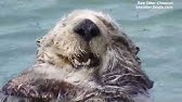 Wild Southern Sea Otter Cracking Open Mussels 貝を割るラッコ Youtube