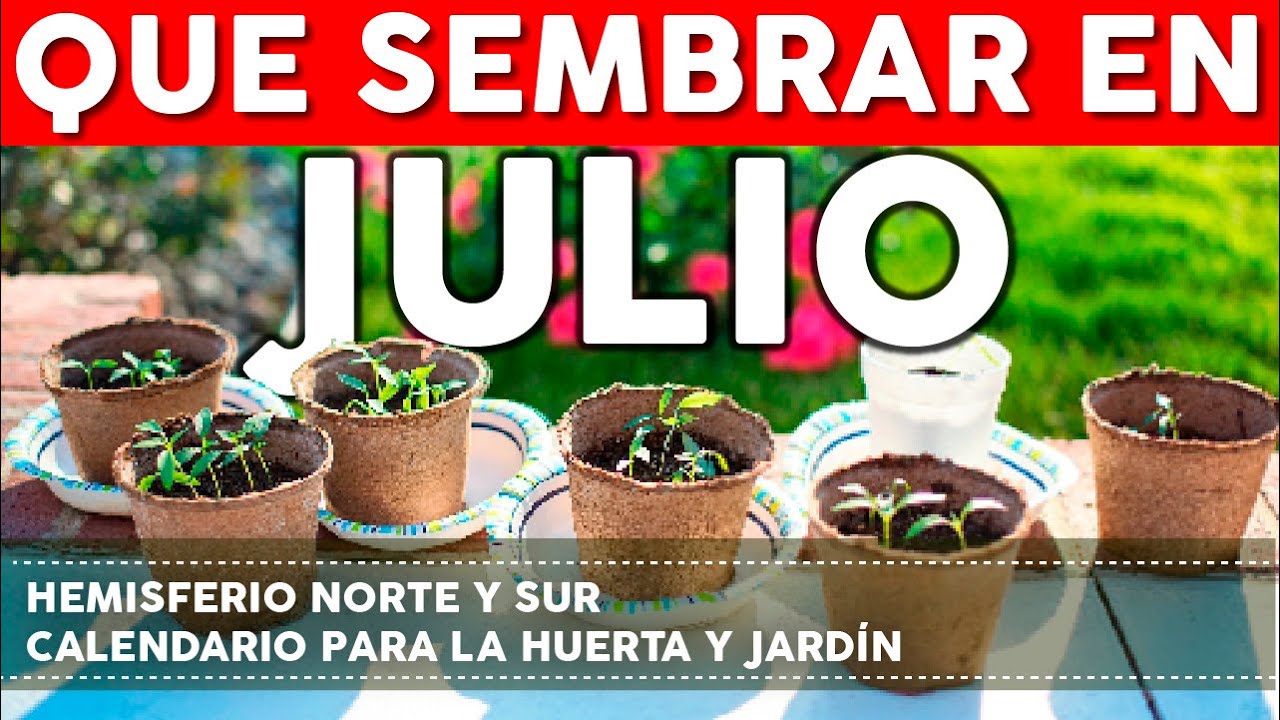 Que plantar en julio huerto urbano