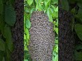 De zwerm van dichtbij 😍🐝 #imkerij #bee