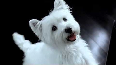 Unity // Dynamic opener | VideoHive Templates | After Effects Project Files