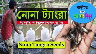 BREEDING | Nona Tangra Fish Seeds at Low Price 2023 | নোনা ট্যাংরা মাছের চারা