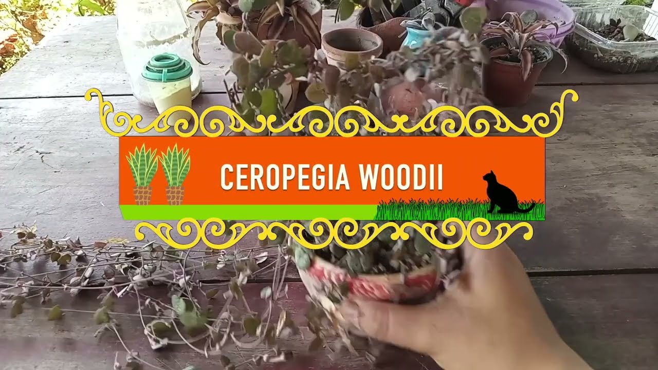 ESPECIAL DE SAN VALENTÍN - Un corazón de collar de corazones (ceropegia woodii)