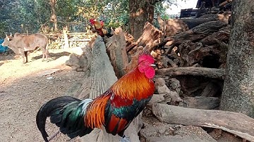 saib qaib dib qaib qus ua si