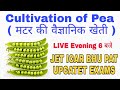 Cultivation of Pea ( मटर की वैज्ञानिक खेती )