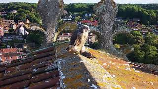 27th May 2024 VNN Feeding by Cromer Peregrines 632 views 11 days ago 7 minutes, 43 seconds