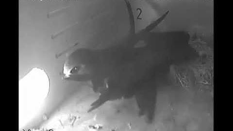 Uitvliegen van de eerste jonge Gierzwaluw uit nestkast 2, 20 juli 2015