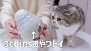 猫に3coinsのおやつトイを試してみた結果… ペット用知育玩具スコティッシュフォールド