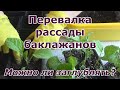 Перевалка рассады баклажанов. Можно ли заглублять рассаду баклажанов?