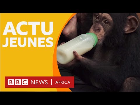 BBC Actu Jeunes - Émission spéciale animaux