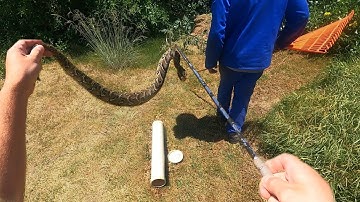 Big, Deadly Puff Adder Discovered while Gardening!