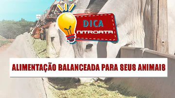 Qual animal era usado no sacrifício?