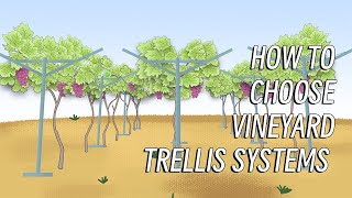 Various trellis systems for different varieties of grapes screenshot 3