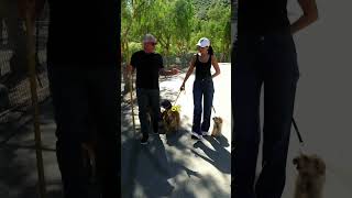 The Harness Lie | Walking with Cesar