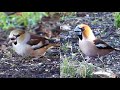 The Hawfinch and its call