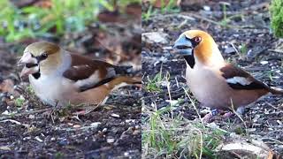 The Hawfinch and its call