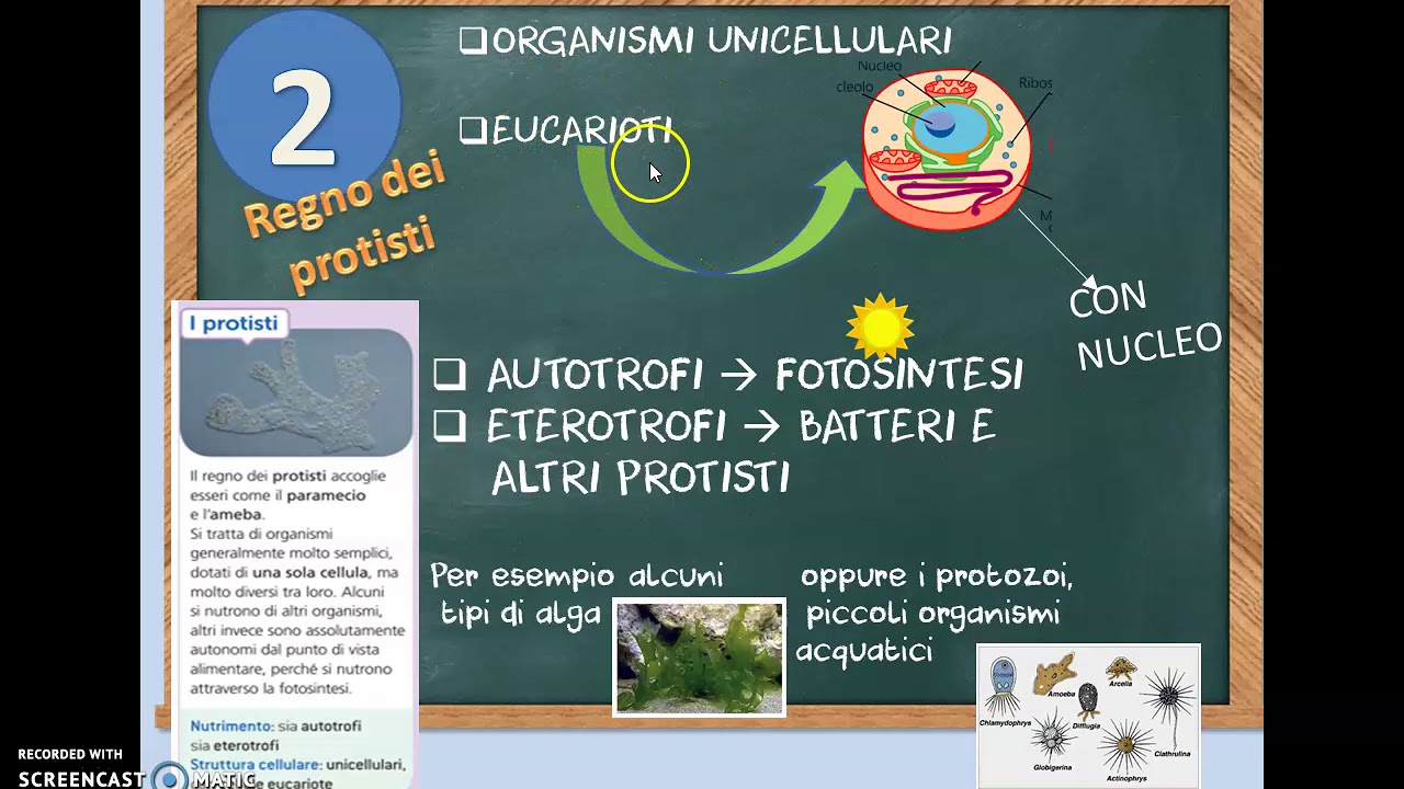 La classificazione dei viventi in cinque regni - YouTube