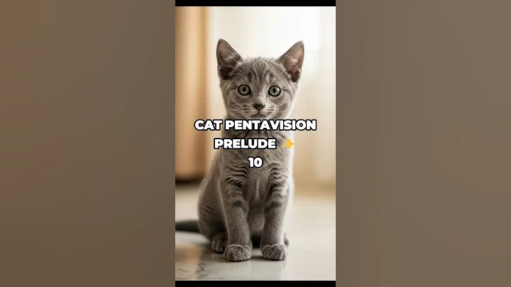 Video 11798831: russian blue cat kitten