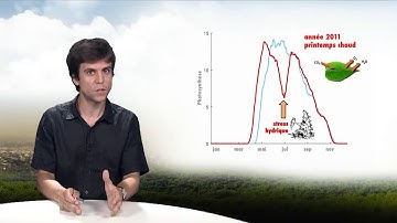 Plastic responses to global change : leaf phenology