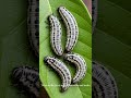 These are the larval stage of butterflies and moths. Worm Wonders! 🐛