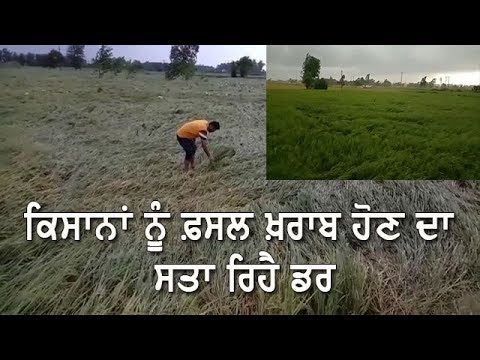 After heavy rain and squall farmers fear that their paddy crop could be damaged