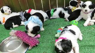 Portuguese Water Dog Puppies 4 weeks old