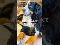 【生後14日目】無事に2週間を迎えました‼️親子バーニーズの1日🐾