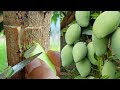 How to Graft a Mango Tree Using Banana Hormone | Best Natural Banana Hormone