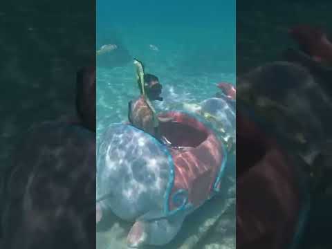 Video: FOTOATTĒLI: Castaway Cay, Disneja privātā sala, Bahamu salas