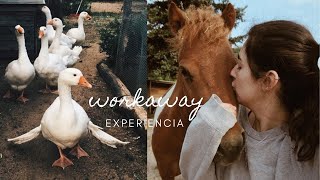 Mi experiencia en Workaway | Voluntariado