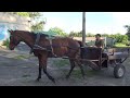 Лошадь. Езда в телеге  по городу за травой.Horse. Riding in a cart through the city for grass.