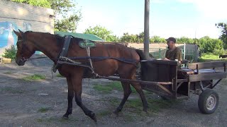 : .        .Horse. Riding in a cart through the city for grass.