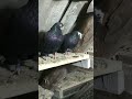 Курська птиця Замкового Сергія