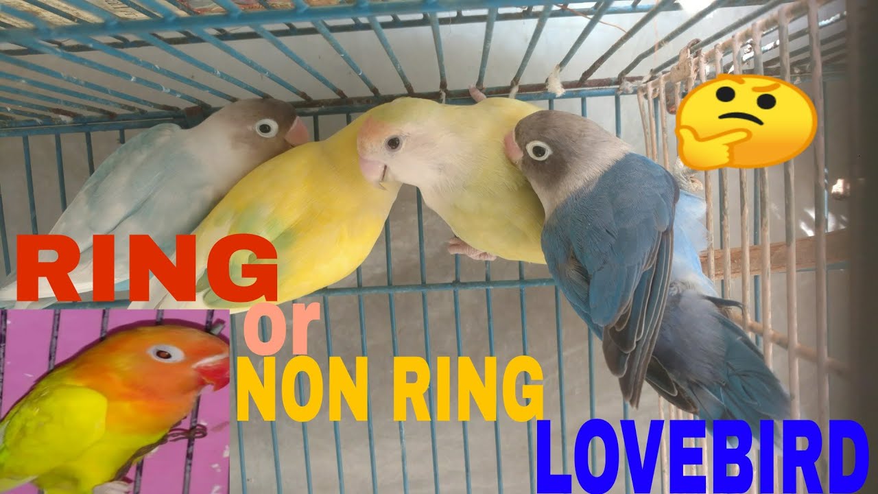 RING EYE LOVE BIRDS AND NON RING EYE LOVE BIRDS KI PEHCHAN - YouTube