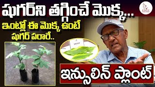 ఈ మొక్క ఇంట్లో ఉంటే షుగర్ పరార్ ...| Insulin Plant Medicinal Benefits | Eagle Media Works