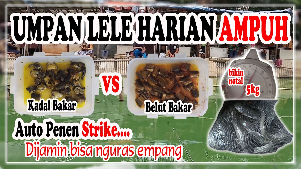 UMPAN LELE HARIAN | MEDIA KADAL BAKAR VS BELUT BAKAR AUTO NOTAL #1