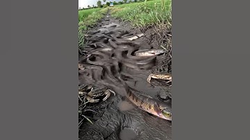 Cá lóc nhảy lên bờ #cacconvat #docla #fishing