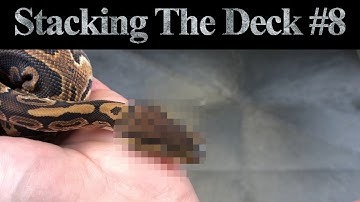 Stacking The Deck #8 - Rolling The Dice