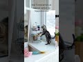 Мотивация кота Кузи в сладостях на полке